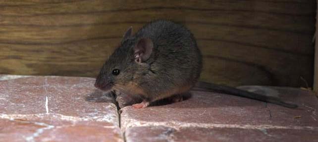 Az egerek gyakrabban fordulnak elő családi házakban, kamrákban, de társasházakban is megjelenhetnek