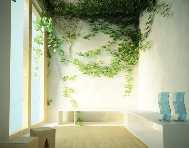 Kúszónövények a falon és mennyezeten beltérben: