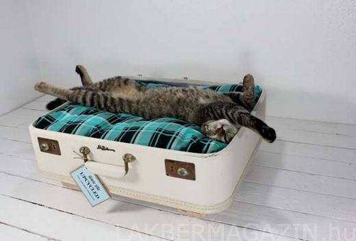 Ne dobd ki a régi bőröndödet - vintázs macska, kutya bútor házikedvenceknek