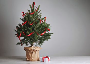 Az 5 legnépszerűbb fenyőféle – karácsonyfa választáshoz tippek az ünnepekre