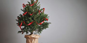Az 5 legnépszerűbb fenyőféle – karácsonyfa választáshoz tippek az ünnepekre