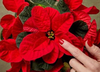 Mikulásvirág gondozása mesterfokon - 5urlencodedmlaplussign1 tipp a boldog növényhez