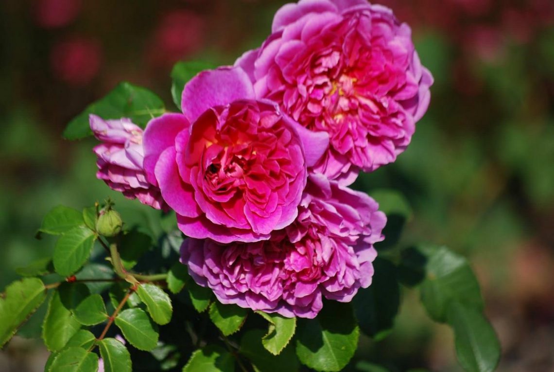 Milyen társnövények illenek az angol rózsákhoz?