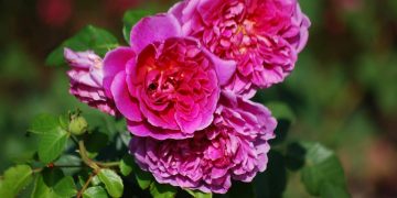 Milyen társnövények illenek az angol rózsákhoz?
