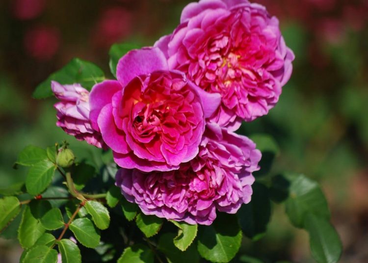 Milyen társnövények illenek az angol rózsákhoz?