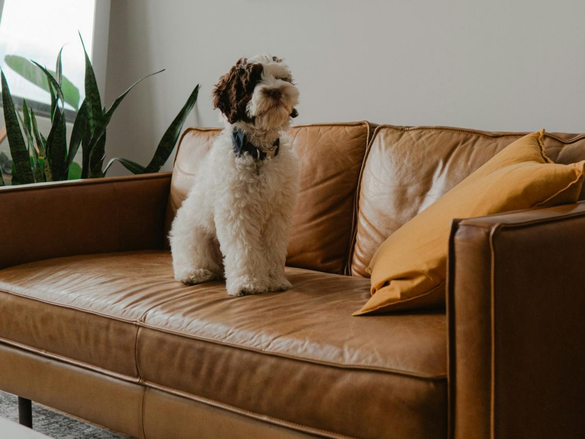 Kárpitozott bútorok ápolása: próbáld ki ezt a 7 trükköt!