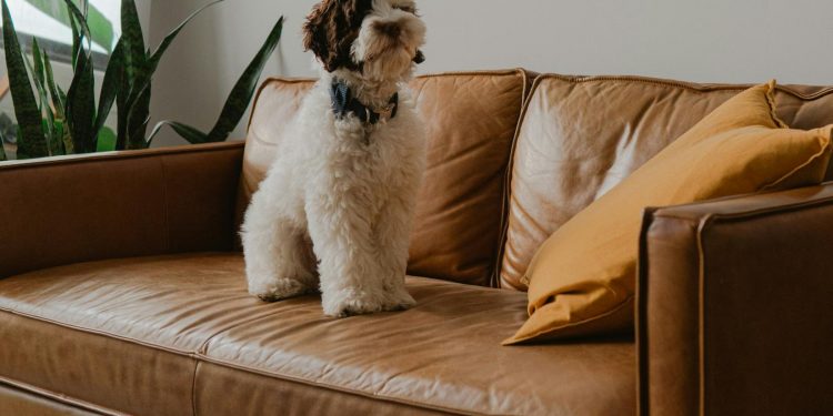 Kárpitozott bútorok ápolása: próbáld ki ezt a 7 trükköt!