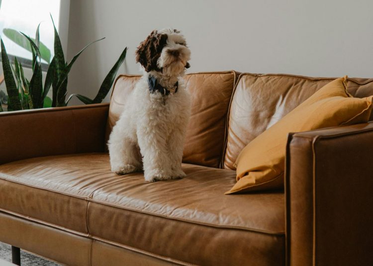 Kárpitozott bútorok ápolása: próbáld ki ezt a 7 trükköt!