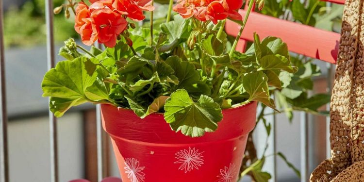 Muskátli újrahasznosított kaspóban: kreatív kézműves ötletek