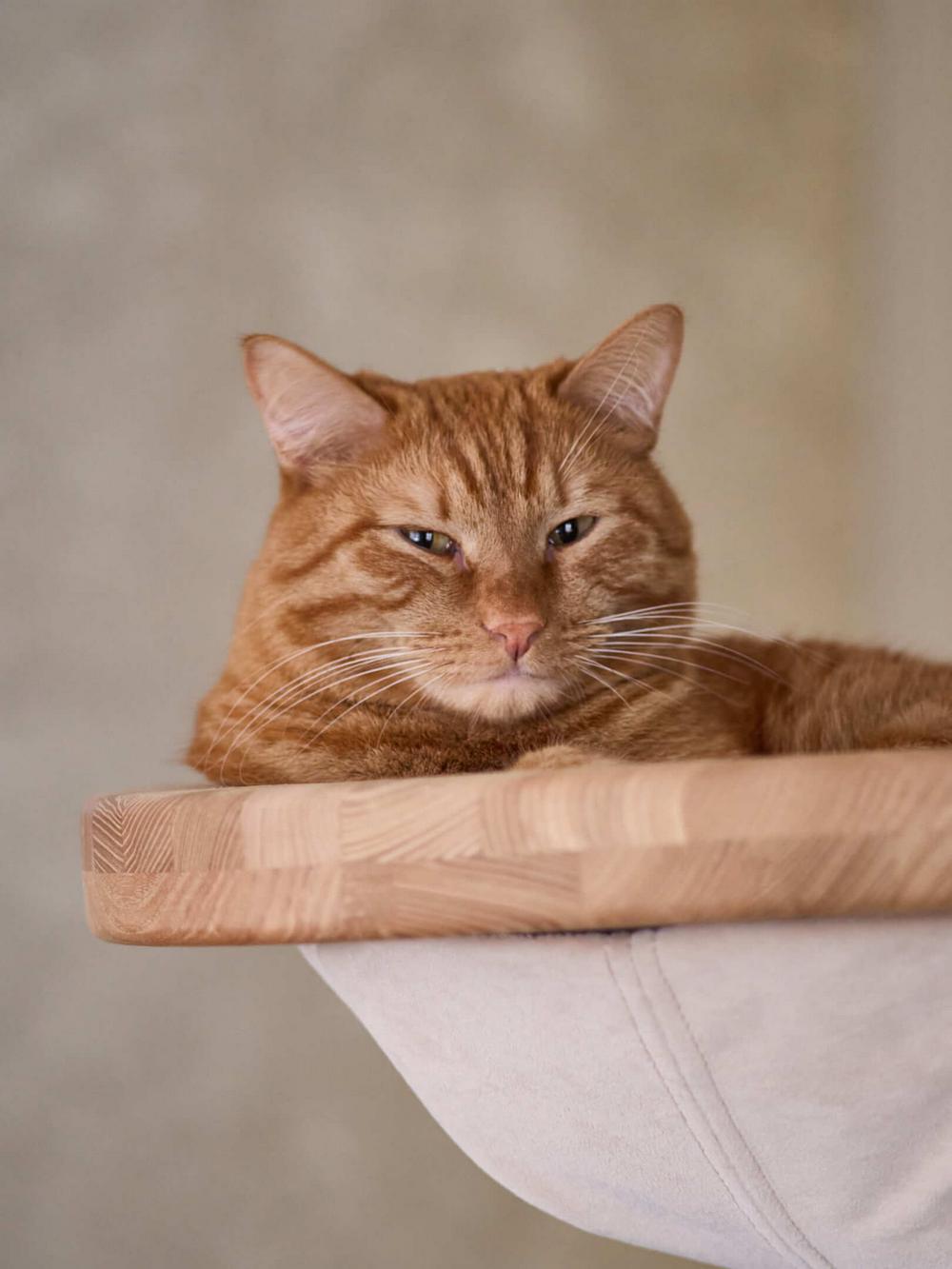 Gurulós mobil konyhasziget informatikus pár és egy cica praktikus új otthonában Gurulós mobil konyhasziget informatikus pár és egy cica praktikus új otthonában