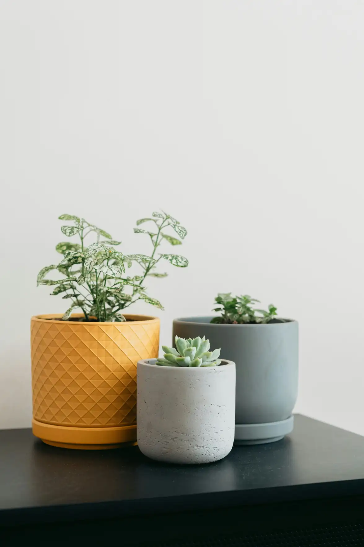 Kaspó- és növénytartó trendek 2026