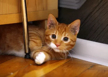 Macskatartó vagy? 10 jó szándékból fakadó hiba, amit könnyen elkerülhetsz