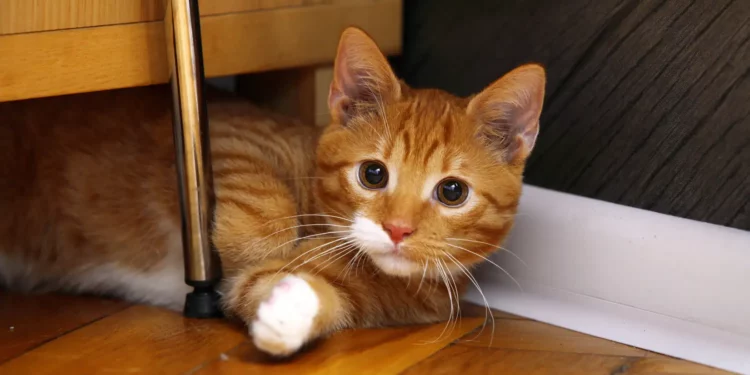 Macskatartó vagy? 10 jó szándékból fakadó hiba, amit könnyen elkerülhetsz