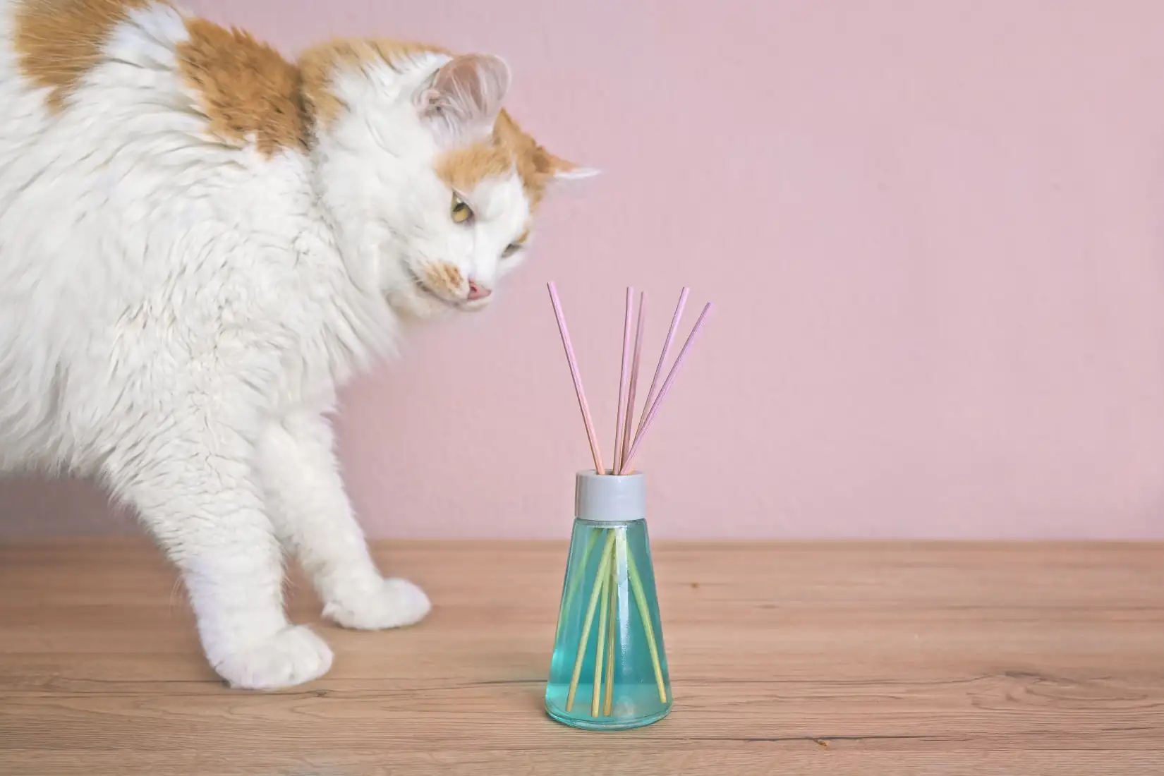 Macskatartó vagy? 10 jó szándékból fakadó hiba, amit könnyen elkerülhetsz