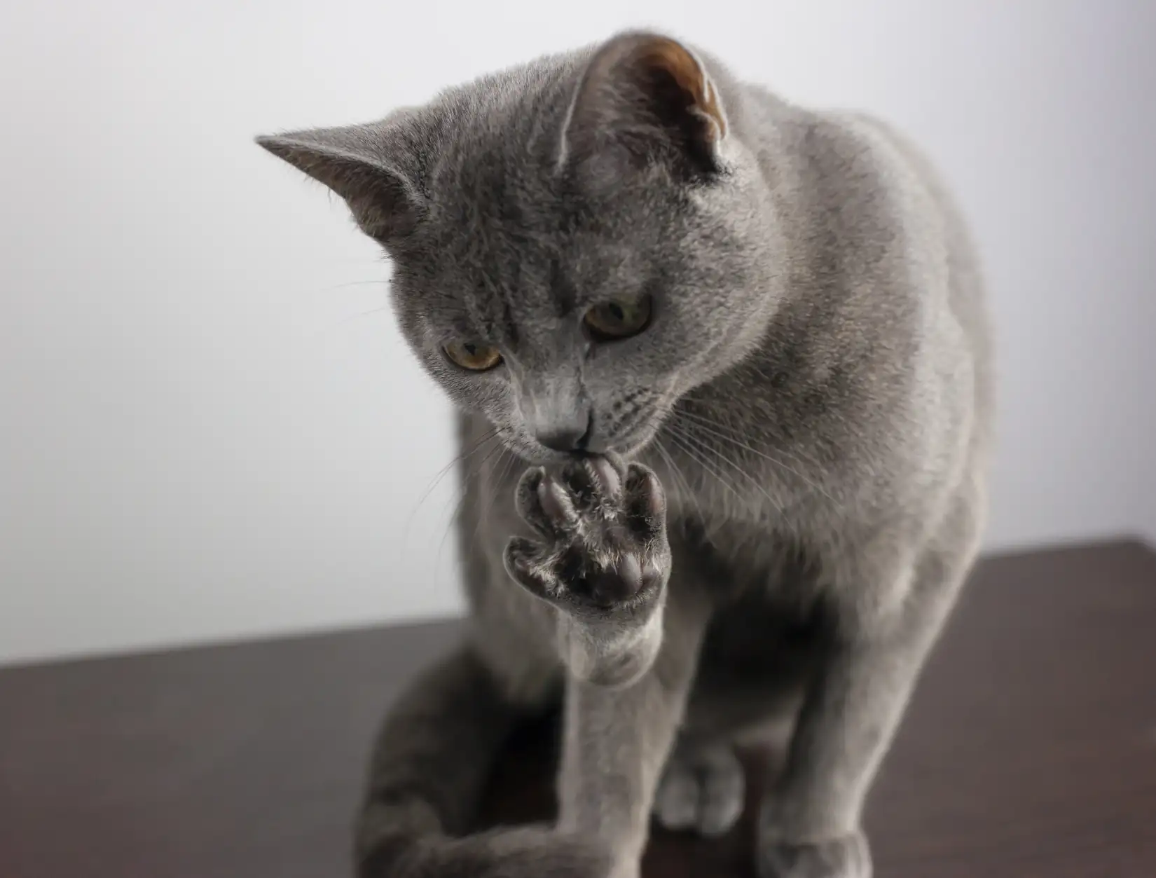 Macskatartó vagy? 10 jó szándékból fakadó hiba, amit könnyen elkerülhetsz