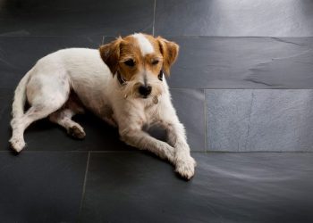 Burkolat ötletek: pala - egy sokoldalúan használható, a véleményeket megosztó kőburkolat