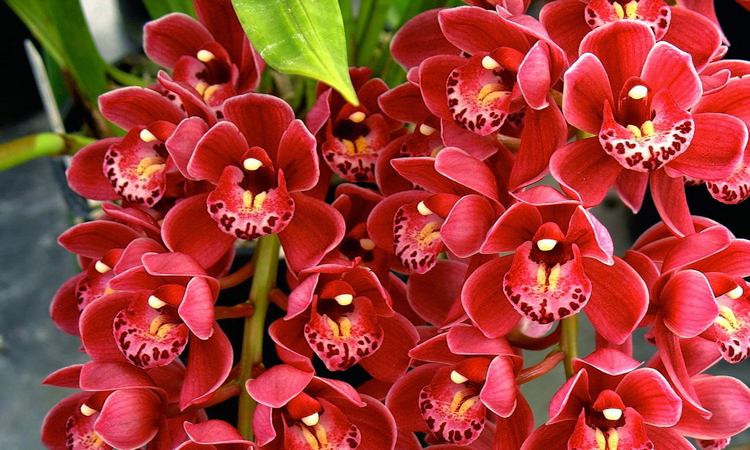 Gardenexpo 2017 - friss kültéri trendek és kertépítési irányzatok, kerti bútorok, díjnyertes bemutatókertek