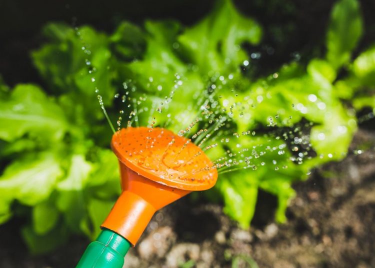 Forró téma: locsolás melegben