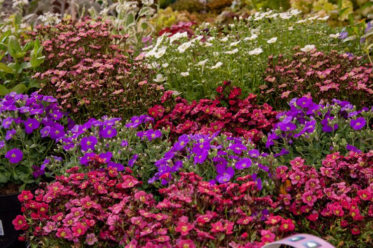 McMenemy Márk, a Praktiker youtube csatornájának videó-barkácsa, a Kert.tv vloggere néhány hasznos tanáccsal szolgál, hogyan éljük túl mi is, növényeink is a kánikulát.